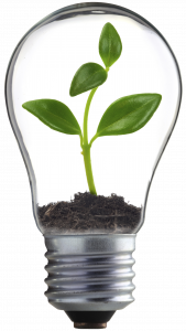 plant in bulb isolated